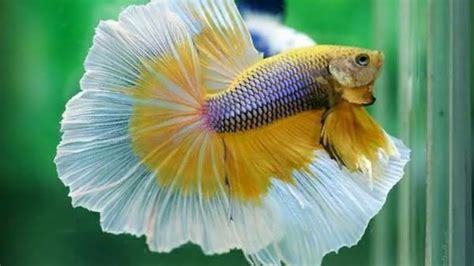 full moon betta fish